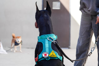 Service Dog Jiby Dog Charm
