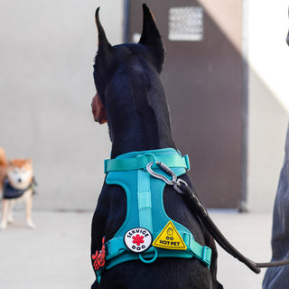 Do Not Pet Jiby Dog Charm