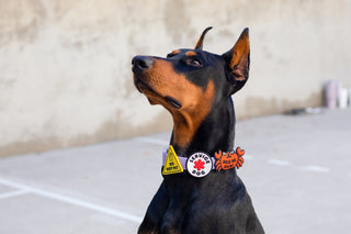 Service Dog Jiby Dog Charm