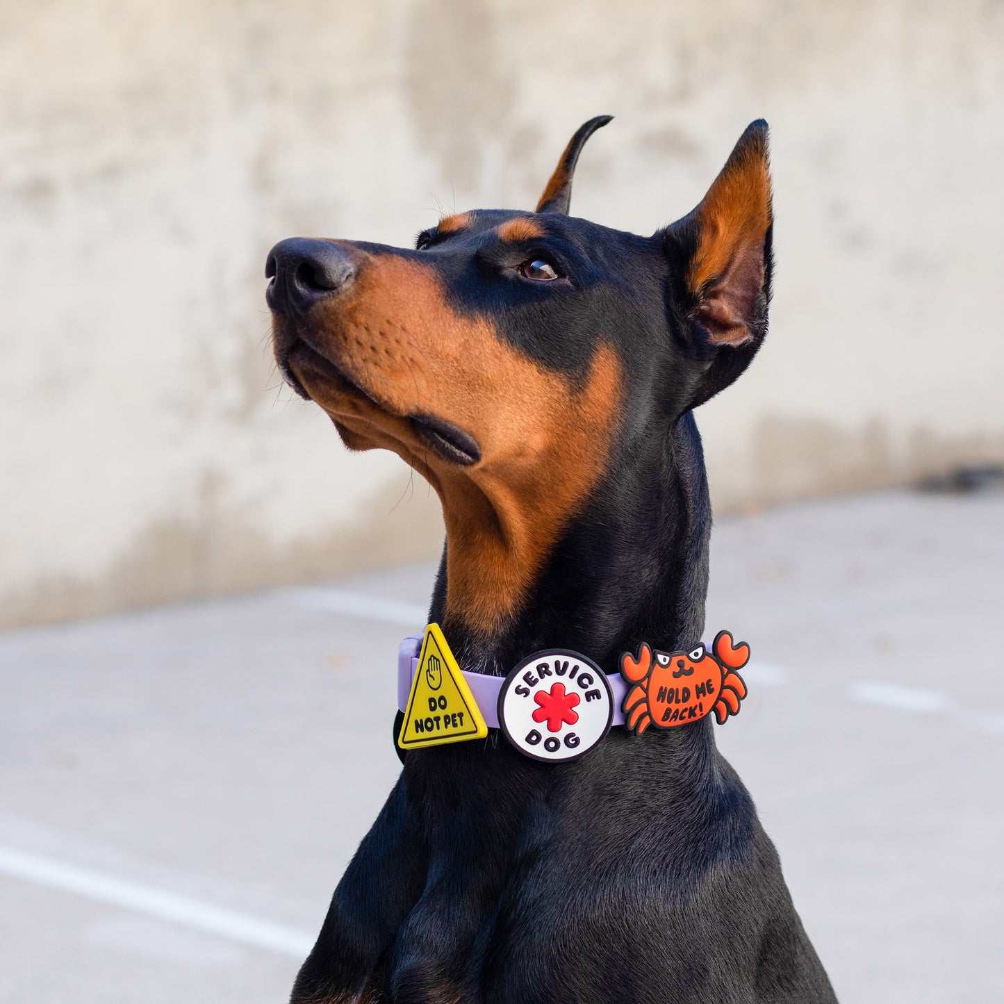 Do Not Pet Jiby Dog Charm